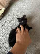 SABRIENA, Katze, Europäisch Kurzhaar in München - Bild 4