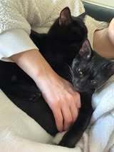 SABRIENA, Katze, Europäisch Kurzhaar in München - Bild 6