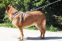 CATH, Hund, Mischlingshund in Spanien - Bild 5