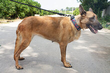 CATH, Hund, Mischlingshund in Spanien - Bild 7