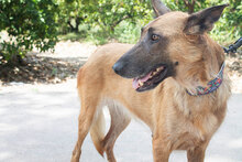 CATH, Hund, Mischlingshund in Spanien - Bild 8