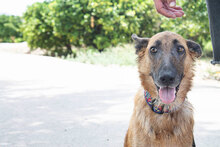 CATH, Hund, Mischlingshund in Spanien - Bild 9