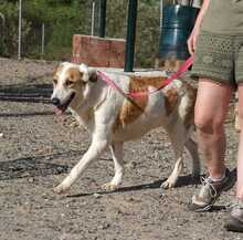 INDILA, Hund, Mischlingshund in Spanien - Bild 10