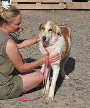 INDILA, Hund, Mischlingshund in Spanien - Bild 11