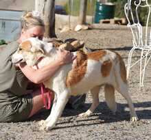 INDILA, Hund, Mischlingshund in Spanien - Bild 12
