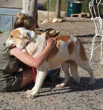 INDILA, Hund, Mischlingshund in Spanien - Bild 13