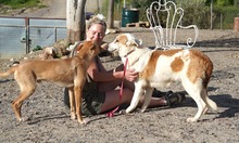 INDILA, Hund, Mischlingshund in Spanien - Bild 14