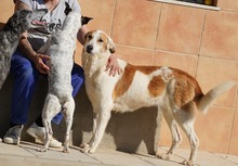 INDILA, Hund, Mischlingshund in Spanien - Bild 16
