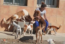 INDILA, Hund, Mischlingshund in Spanien - Bild 17