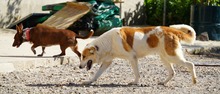 INDILA, Hund, Mischlingshund in Spanien - Bild 18
