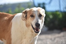 INDILA, Hund, Mischlingshund in Spanien - Bild 19