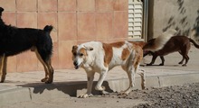 INDILA, Hund, Mischlingshund in Spanien - Bild 20