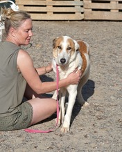 INDILA, Hund, Mischlingshund in Spanien - Bild 21