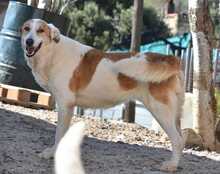INDILA, Hund, Mischlingshund in Spanien - Bild 8