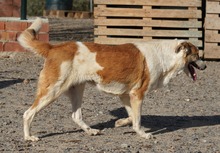 INDILA, Hund, Mischlingshund in Spanien - Bild 9