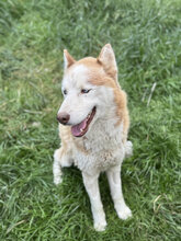BASHIRO, Hund, Siberian Husky in Marsberg