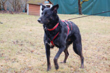 ROXALIE, Hund, Mischlingshund in Lauf - Bild 14
