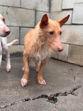 GREGORIO, Hund, Podenco Maneto-Mix in Spanien - Bild 11