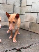 GREGORIO, Hund, Podenco Maneto-Mix in Spanien - Bild 12