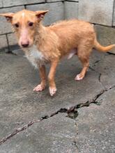GREGORIO, Hund, Podenco Maneto-Mix in Spanien - Bild 13