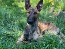 MILA, Hund, Galgo Español-Mix in Modautal - Bild 1