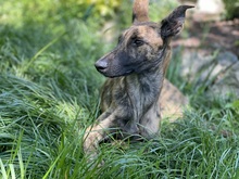 MILA, Hund, Galgo Español-Mix in Modautal - Bild 3