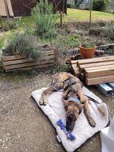 MILA, Hund, Galgo Español-Mix in Modautal - Bild 6