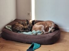 MILA, Hund, Galgo Español-Mix in Modautal - Bild 7