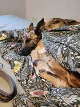 MILA, Hund, Galgo Español-Mix in Modautal - Bild 8