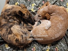 MILA, Hund, Galgo Español-Mix in Modautal - Bild 9