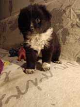 PUMPKIN, Hund, Mischlingshund in Mönchengladbach - Bild 13