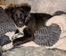 PUMPKIN, Hund, Mischlingshund in Mönchengladbach - Bild 3