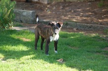 PUMPKIN, Hund, Mischlingshund in Mönchengladbach - Bild 4