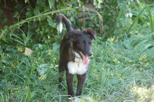PUMPKIN, Hund, Mischlingshund in Mönchengladbach - Bild 5