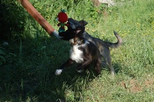 PUMPKIN, Hund, Mischlingshund in Mönchengladbach - Bild 6