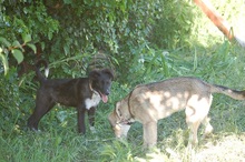 PUMPKIN, Hund, Mischlingshund in Mönchengladbach - Bild 7