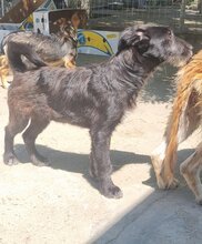HENRY, Hund, Mischlingshund in Rumänien - Bild 7