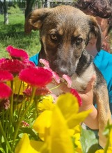 KENAI, Hund, Mischlingshund in Rumänien - Bild 10