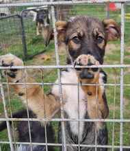KENAI, Hund, Mischlingshund in Rumänien - Bild 11