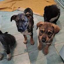 KENAI, Hund, Mischlingshund in Rumänien - Bild 12