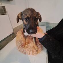 KENAI, Hund, Mischlingshund in Rumänien - Bild 13