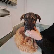 KENAI, Hund, Mischlingshund in Rumänien - Bild 14