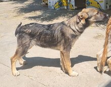 KENAI, Hund, Mischlingshund in Rumänien - Bild 9