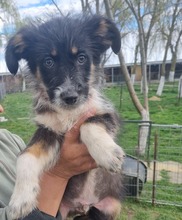 KALLE, Hund, Mischlingshund in Wiesbaden