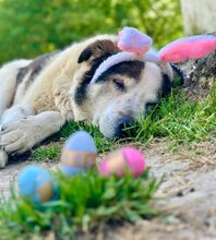 DONNY, Hund, Mischlingshund in Griechenland - Bild 14