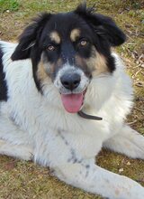 AMY, Hund, Mischlingshund in Griechenland - Bild 10
