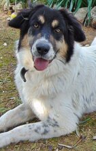 AMY, Hund, Mischlingshund in Griechenland - Bild 11