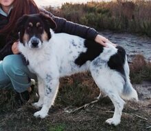 AMY, Hund, Mischlingshund in Griechenland - Bild 12