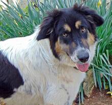AMY, Hund, Mischlingshund in Griechenland - Bild 2