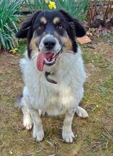 AMY, Hund, Mischlingshund in Griechenland - Bild 4